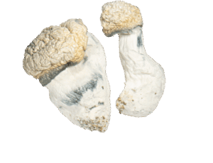 Buy Albino Monster 404 Mushrooms Online