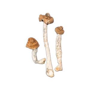 Buy B+ Cubensis Mushrooms Online