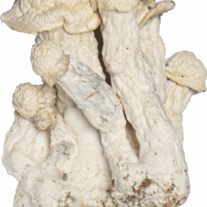 Buy Blue Ghost Mushrooms Online