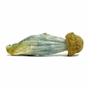 Buy Blue Meanies Mushrooms Online