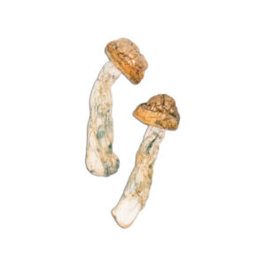 Buy Code Blue Mushrooms Online