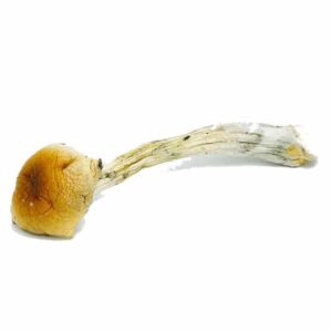 Buy Costa Rican Mushrooms Online
