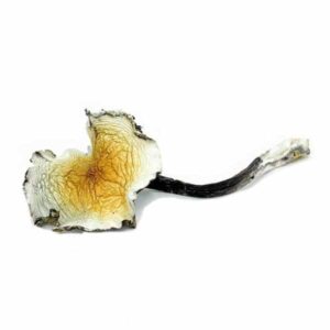 Buy Daddy Long Legs Mushrooms Online1