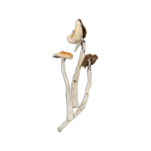 Buy Jesus Christ Super Strain Online