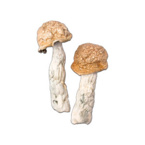 Buy Makilla Gorilla Mushrooms Online