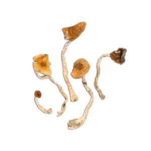 Buy Mazatapec Mushrooms Online