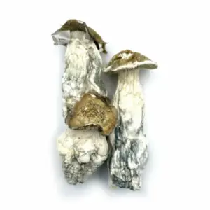 Buy Melmac PE Mushrooms Online