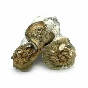 Buy Melmac PE Mushrooms Online