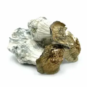 Buy Melmac PE Mushrooms Online