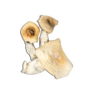 Buy OG Melmac BOGO Mushrooms Online