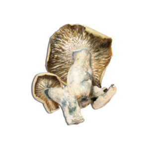 Buy OG Melmac BOGO Mushrooms Online