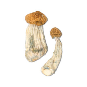 Buy Penis Envy Supreme Mushrooms Online