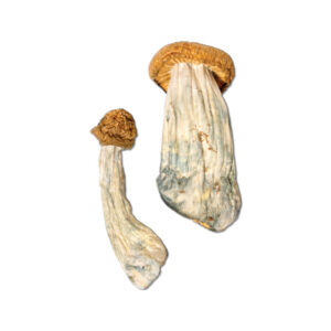 Buy Penis Envy Supreme Mushrooms Online