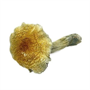 Buy Purple Mystic Mushrooms Online