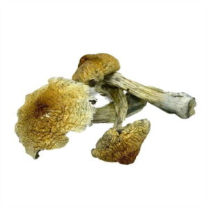 Buy Purple Mystic Mushrooms Online