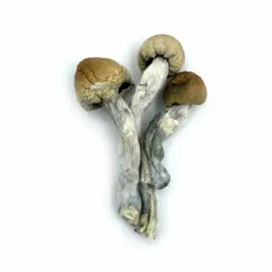 Buy Texas Penis Envy mushrooms Online
