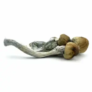 Buy Texas Penis Envy mushrooms Online