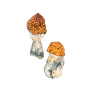 Buy Texas Yellow Cap Mushrooms Online