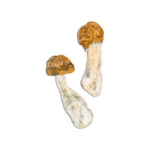 Buy Tidal Wave Mushrooms Online