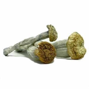 Buy Yeti Mushrooms Online
