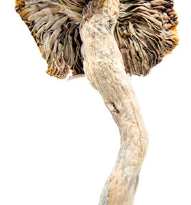 Buy Hillbilly Cubensis Magic Mushrooms Online