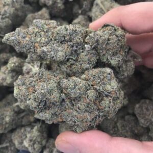 Buy Black Domina Indica Strain Online