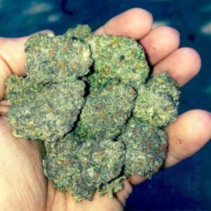 Buy 9LB Hammer Indica Strain Online