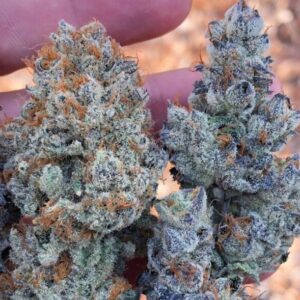 Buy Blue Cheese Weed Strain Online
