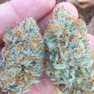 Buy Candyland Strain Online