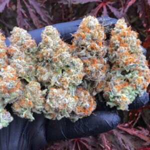 Buy Master Kush Strain Online