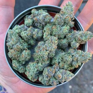 Buy Grape Kush Strain Online