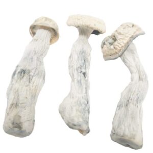 Albino-Penis-Envy-Magic-Mushrooms