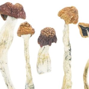 Daddy-Long-Legs-Magic-Mushrooms1