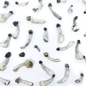Flying-Saucers-Azurescens-Magic-Mushrooms