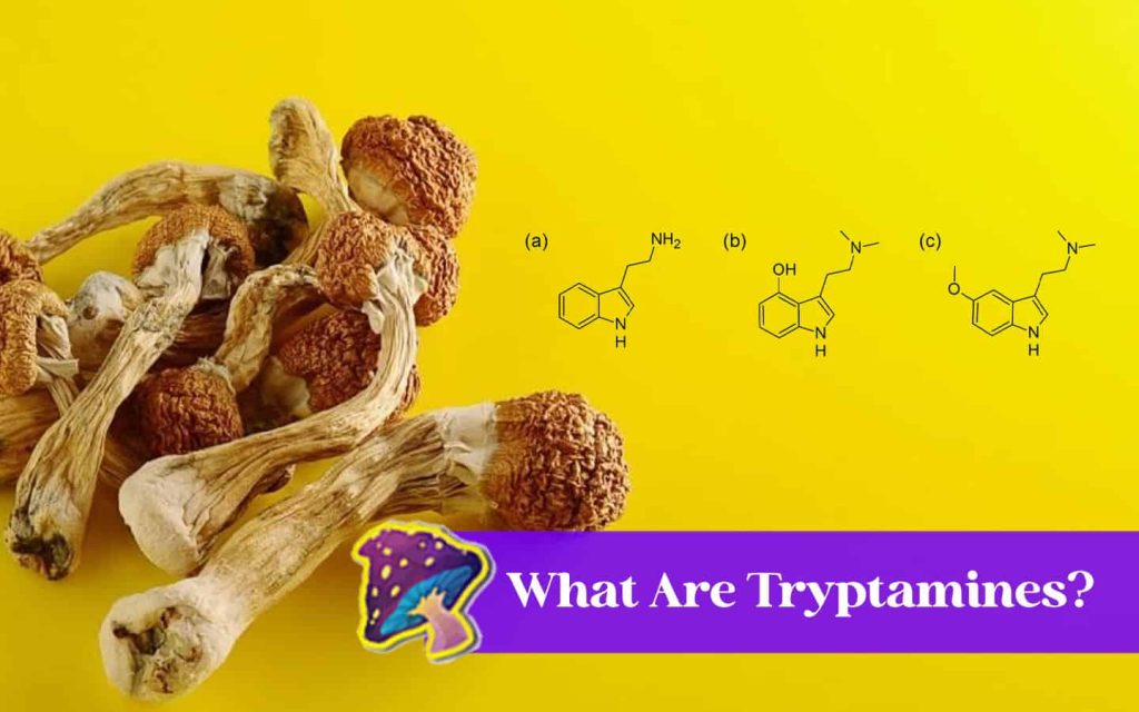 what-are-tryptamines
