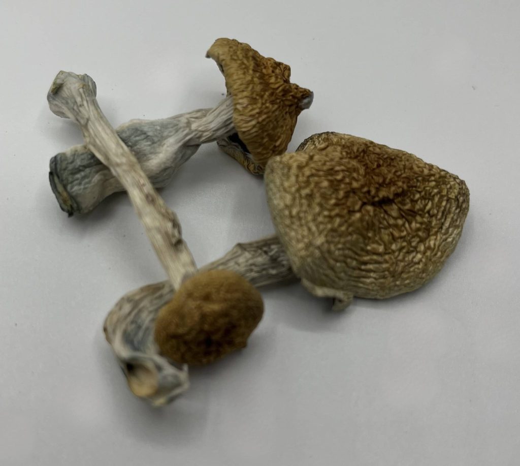 Home 10 Buy Psychedelic Mushrooms Online